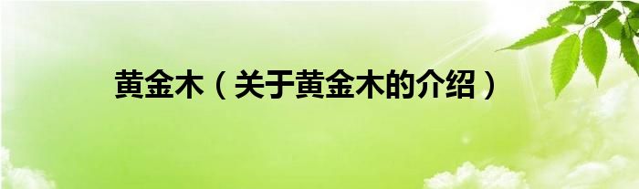 黄金木（关于黄金木的介绍）